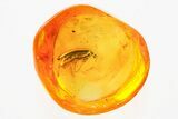 Fossil False Darkling Beetle (Symphora) in Baltic Amber #367408-1